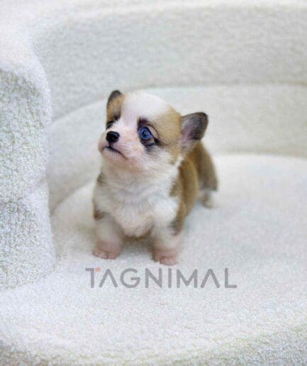 Corgi puppy for sale, dog for sale at Tagnimal