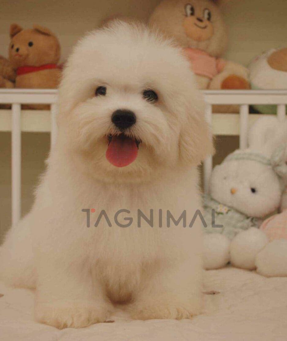 Coton de Tulear puppy for sale, dog for sale at Tagnimal