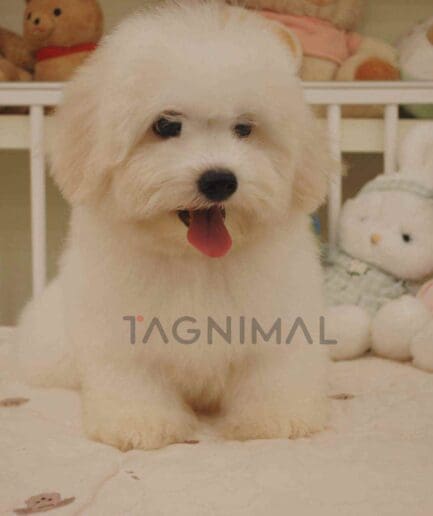 Coton de Tulear puppy for sale, dog for sale at Tagnimal