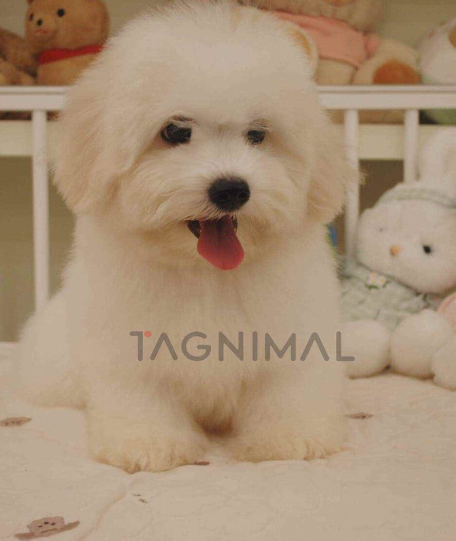 Coton de Tulear puppy for sale, dog for sale at Tagnimal