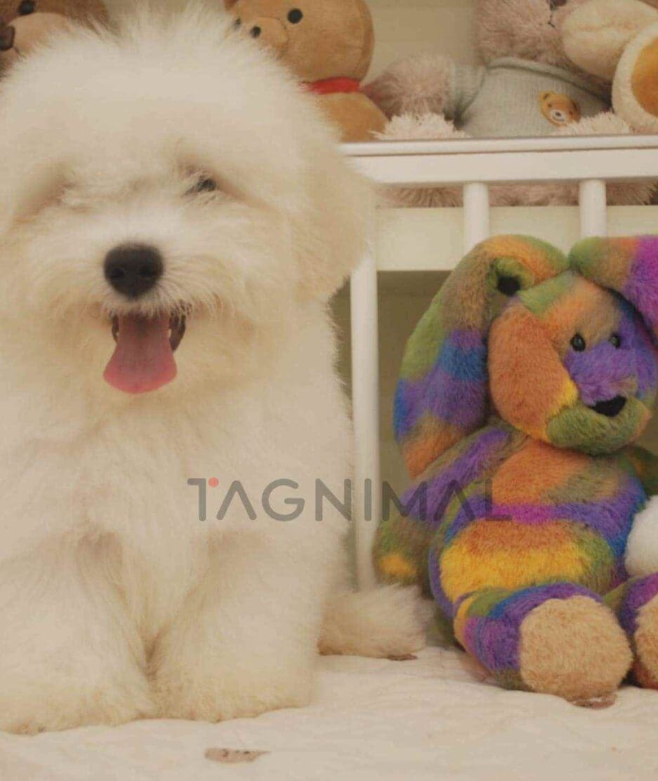 Coton de Tulear puppy for sale, dog for sale at Tagnimal