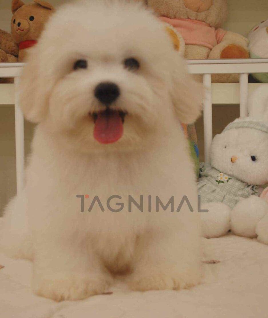 Coton de Tulear puppy for sale, dog for sale at Tagnimal