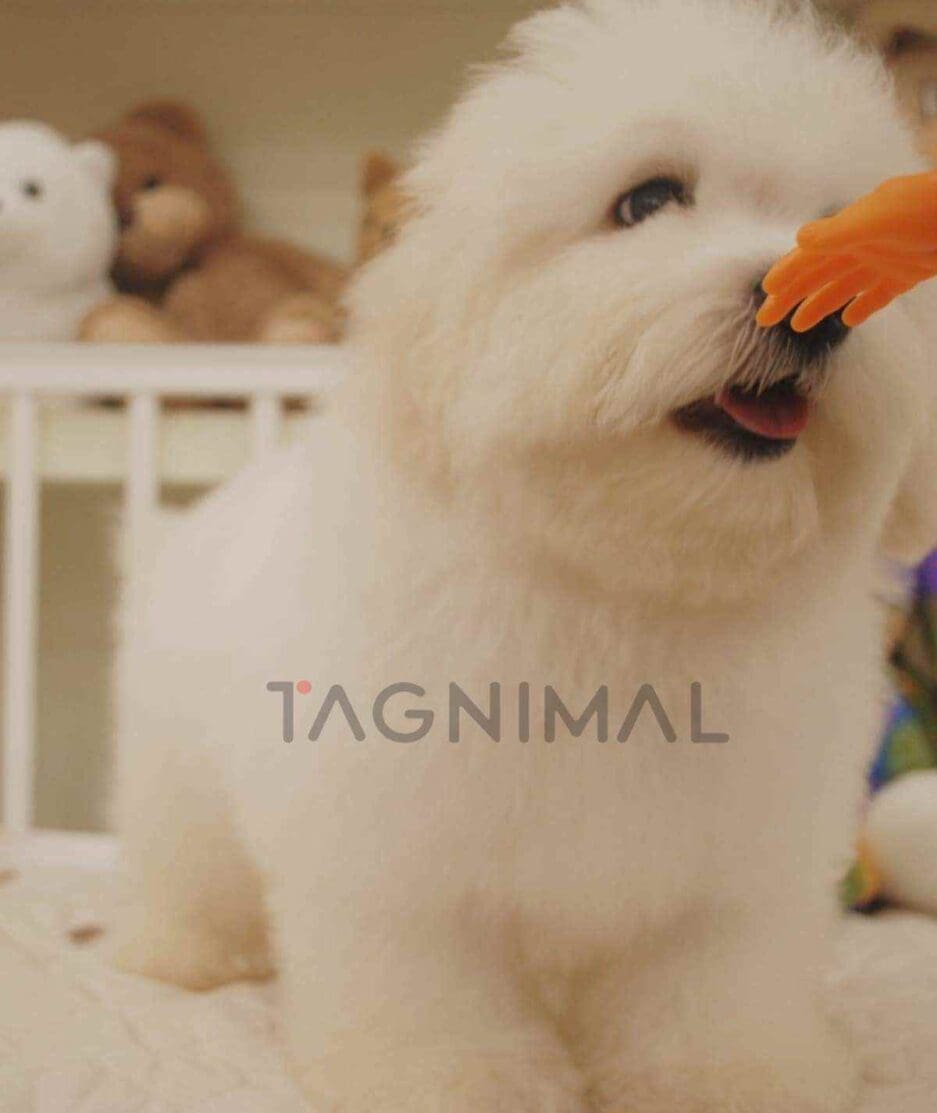 Coton de Tulear puppy for sale, dog for sale at Tagnimal