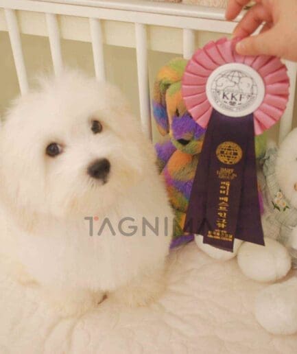 Coton de Tulear puppy for sale, dog for sale at Tagnimal