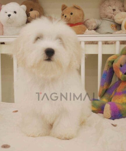 Coton de Tulear puppy for sale, dog for sale at Tagnimal