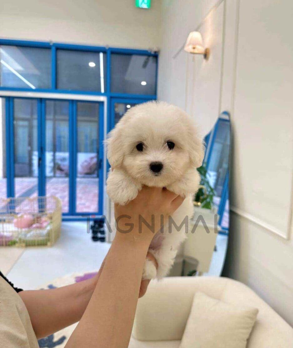 Coton de Tulear puppy for sale, dog for sale at Tagnimal