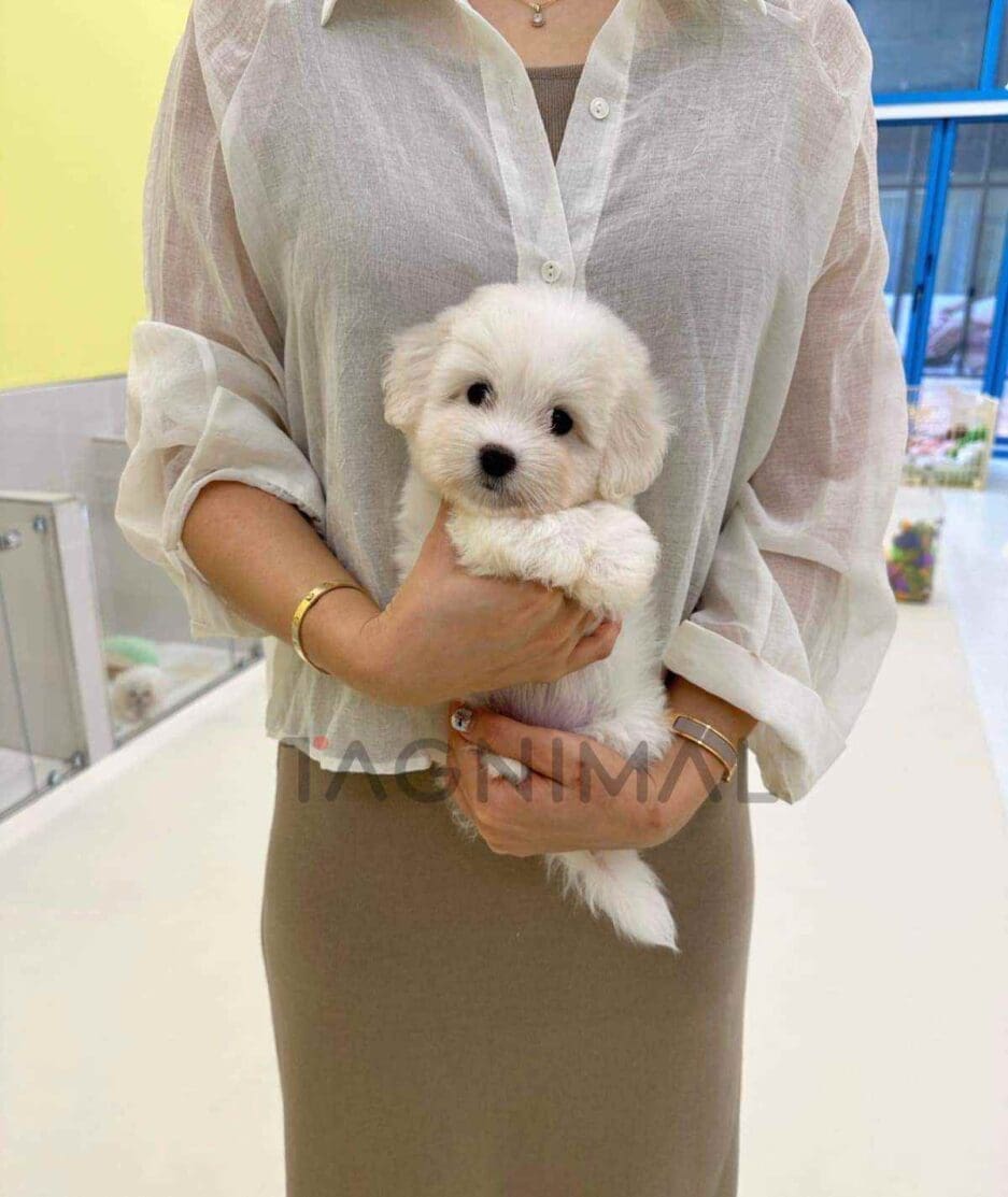 Coton de Tulear puppy for sale, dog for sale at Tagnimal