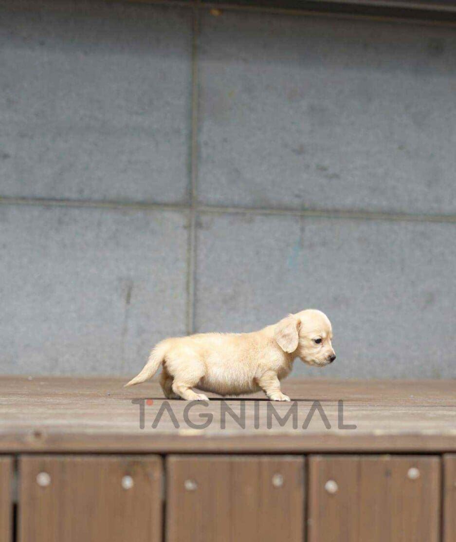 Dachshund puppy for sale, dog for sale at Tagnimal