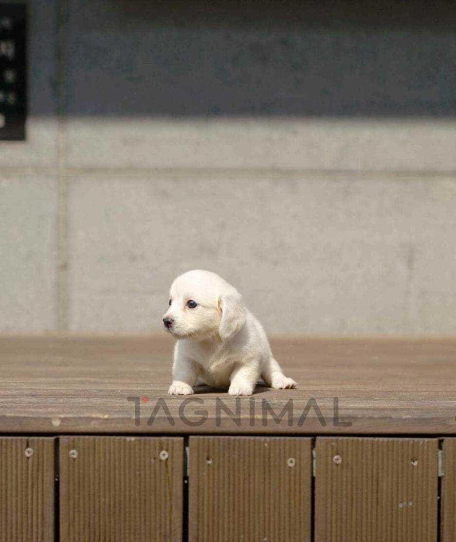 Dachshund puppy for sale, dog for sale at Tagnimal