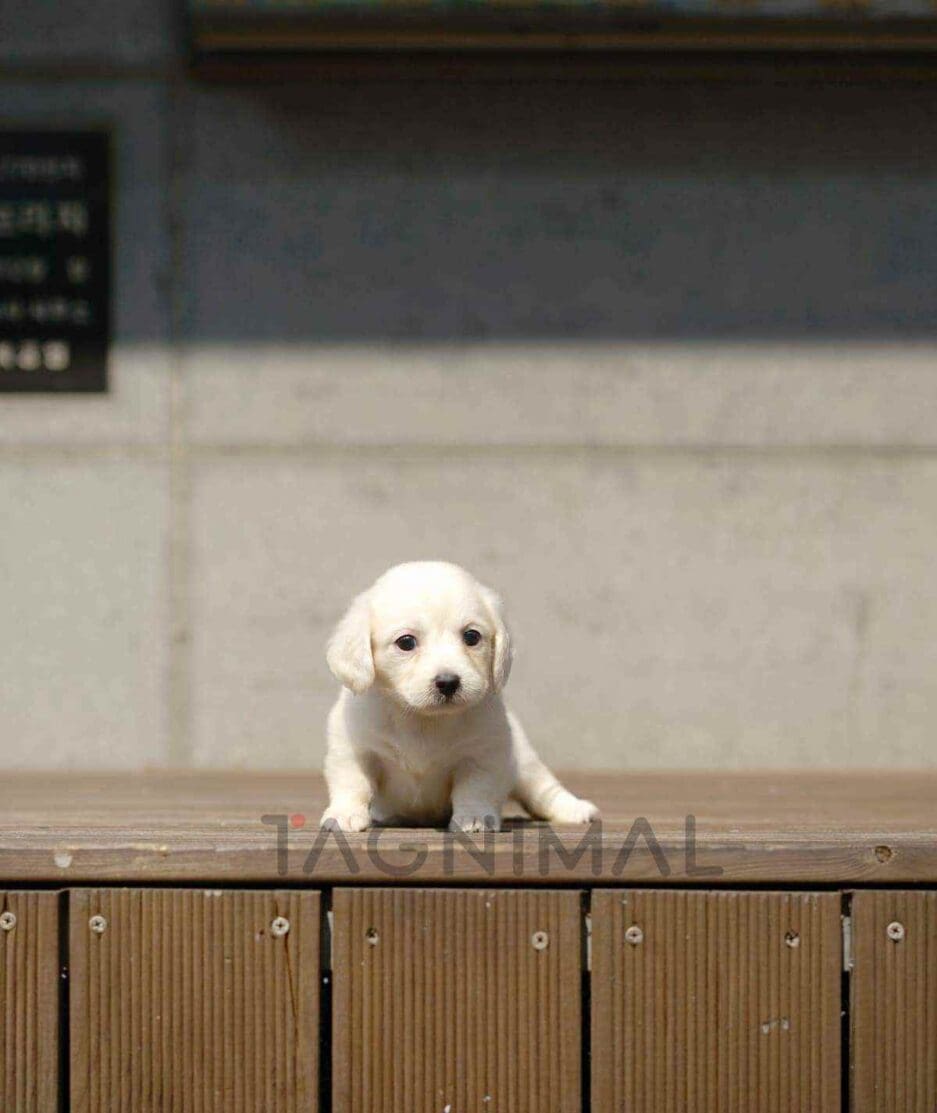 Dachshund puppy for sale, dog for sale at Tagnimal