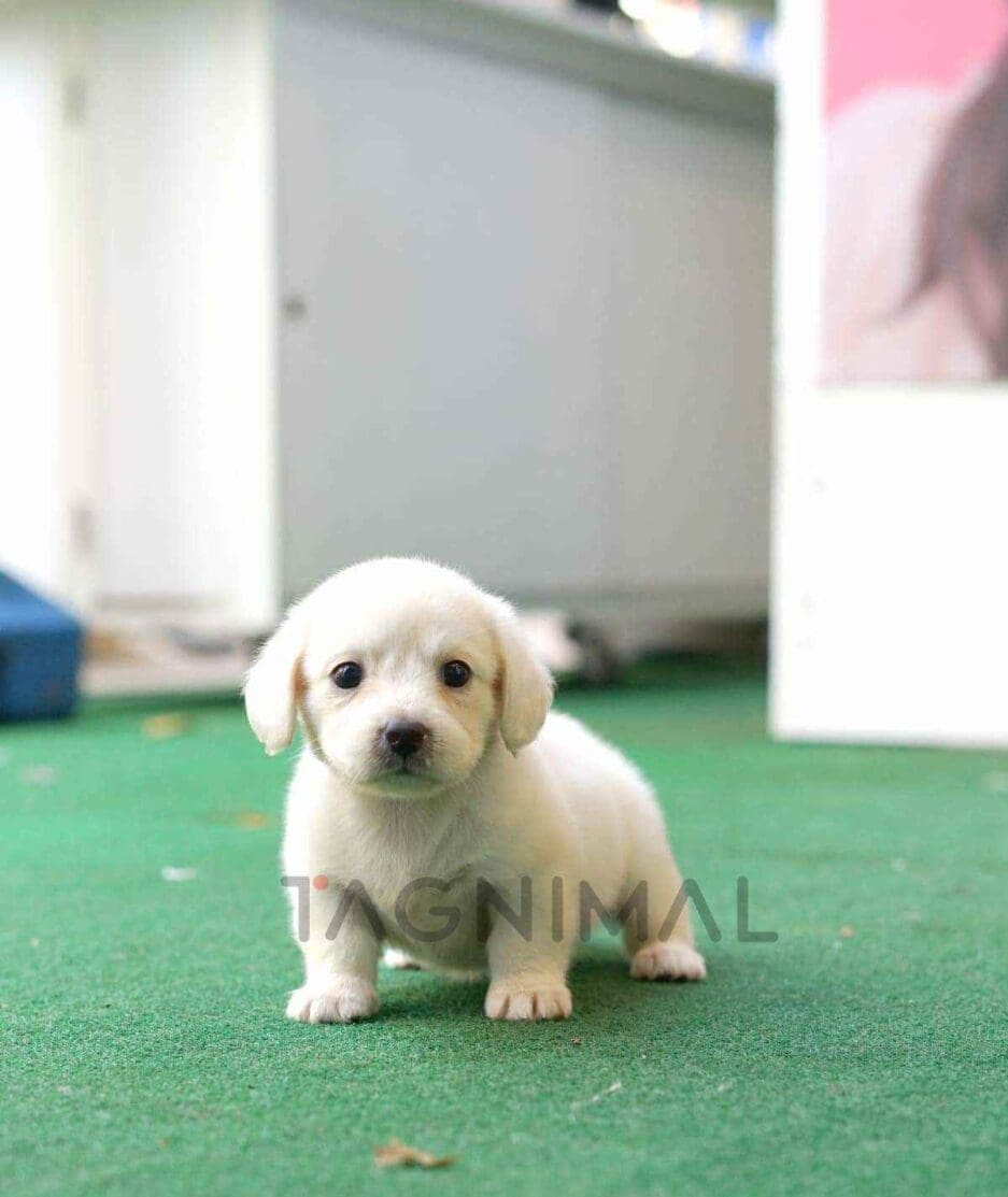 Dachshund puppy for sale, dog for sale at Tagnimal