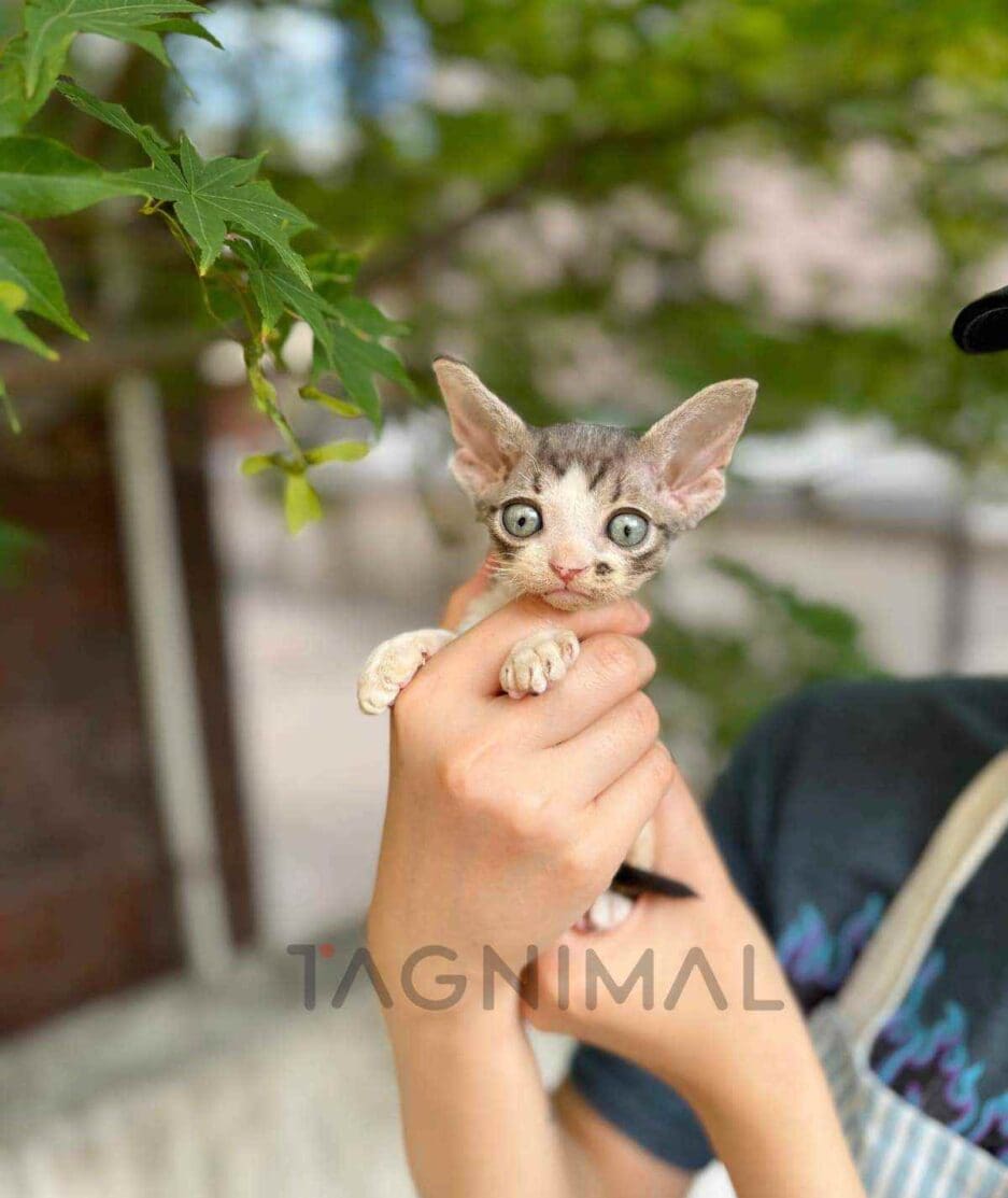 Devon Rex kitten for sale, cat for sale at Tagnimal