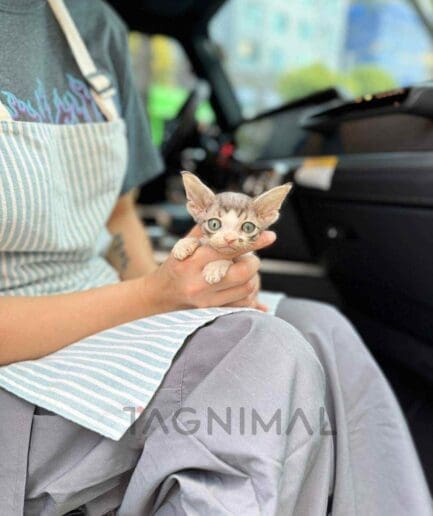 Devon Rex kitten for sale, cat for sale at Tagnimal