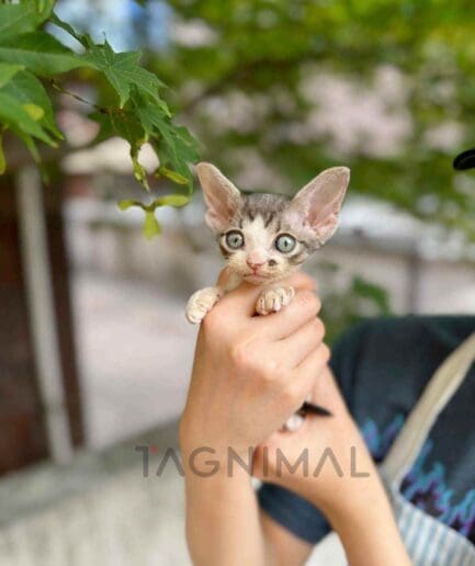 Devon Rex kitten for sale, cat for sale at Tagnimal