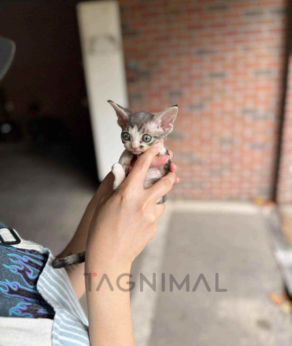 Devon Rex kitten for sale, cat for sale at Tagnimal