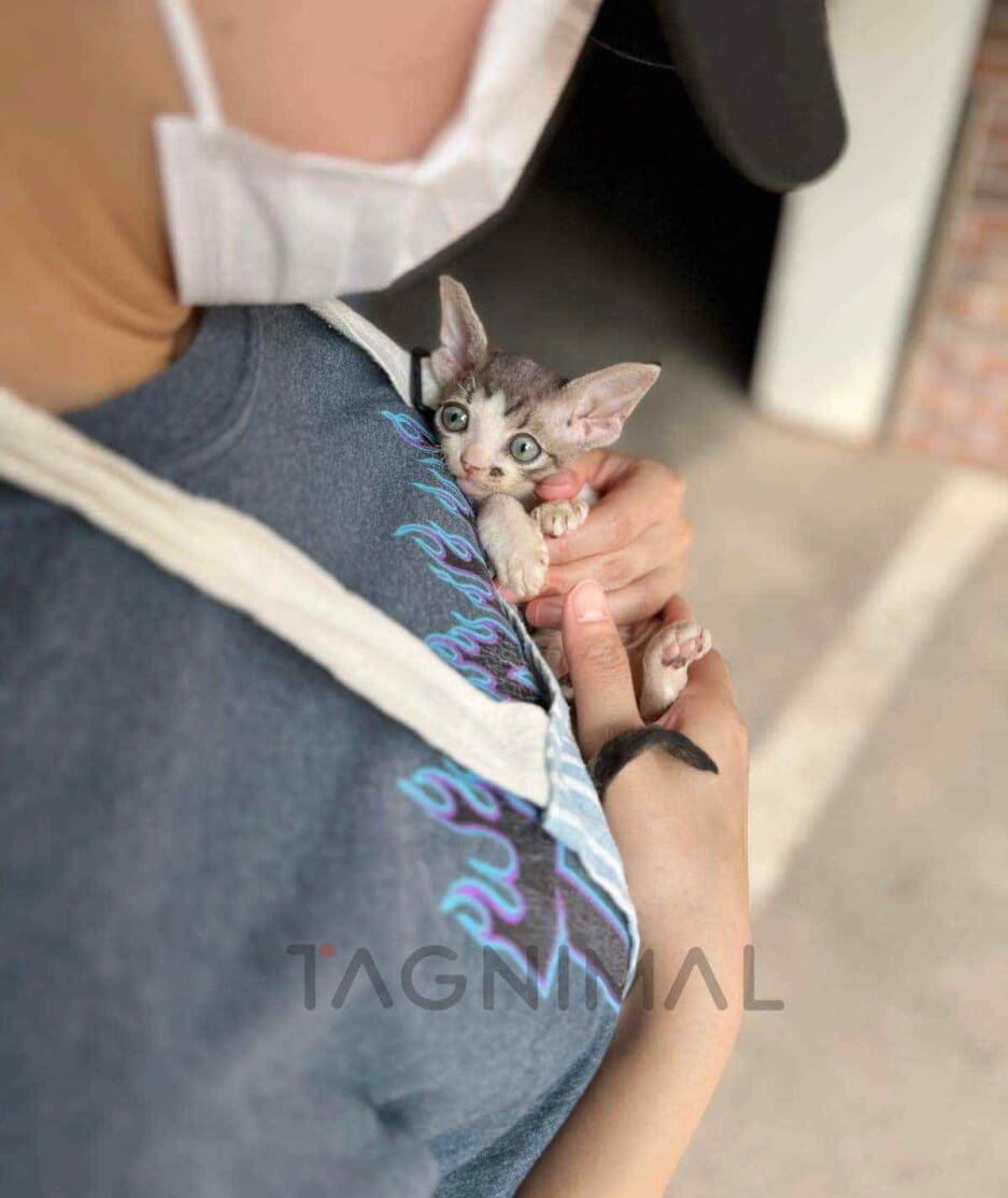 Devon Rex kitten for sale, cat for sale at Tagnimal