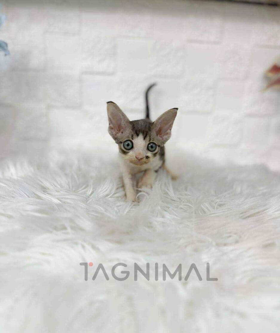 Devon Rex kitten for sale, cat for sale at Tagnimal