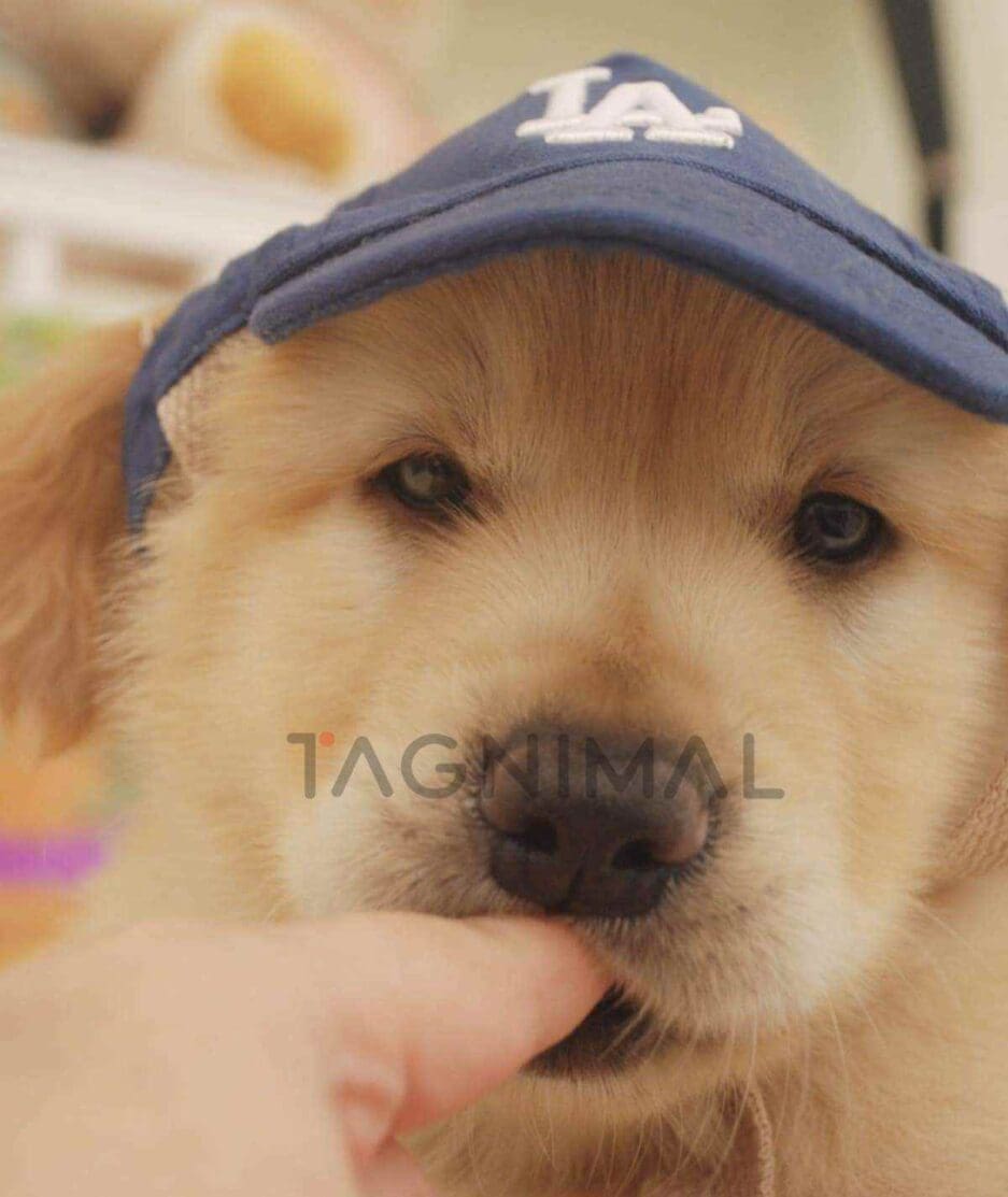 Golden Retriever puppy for sale, dog for sale at Tagnimal