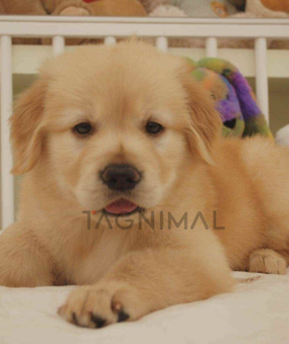 Golden Retriever puppy for sale, dog for sale at Tagnimal