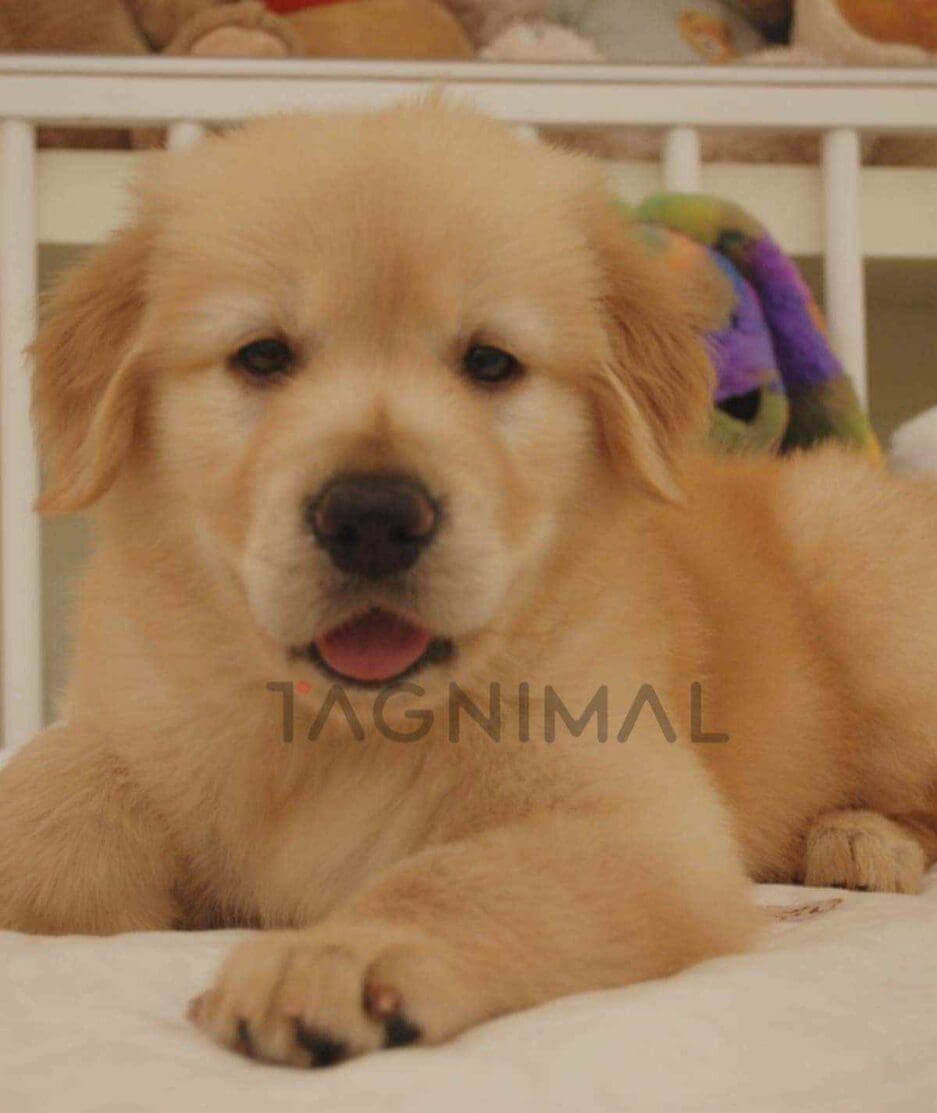 Golden Retriever puppy for sale, dog for sale at Tagnimal