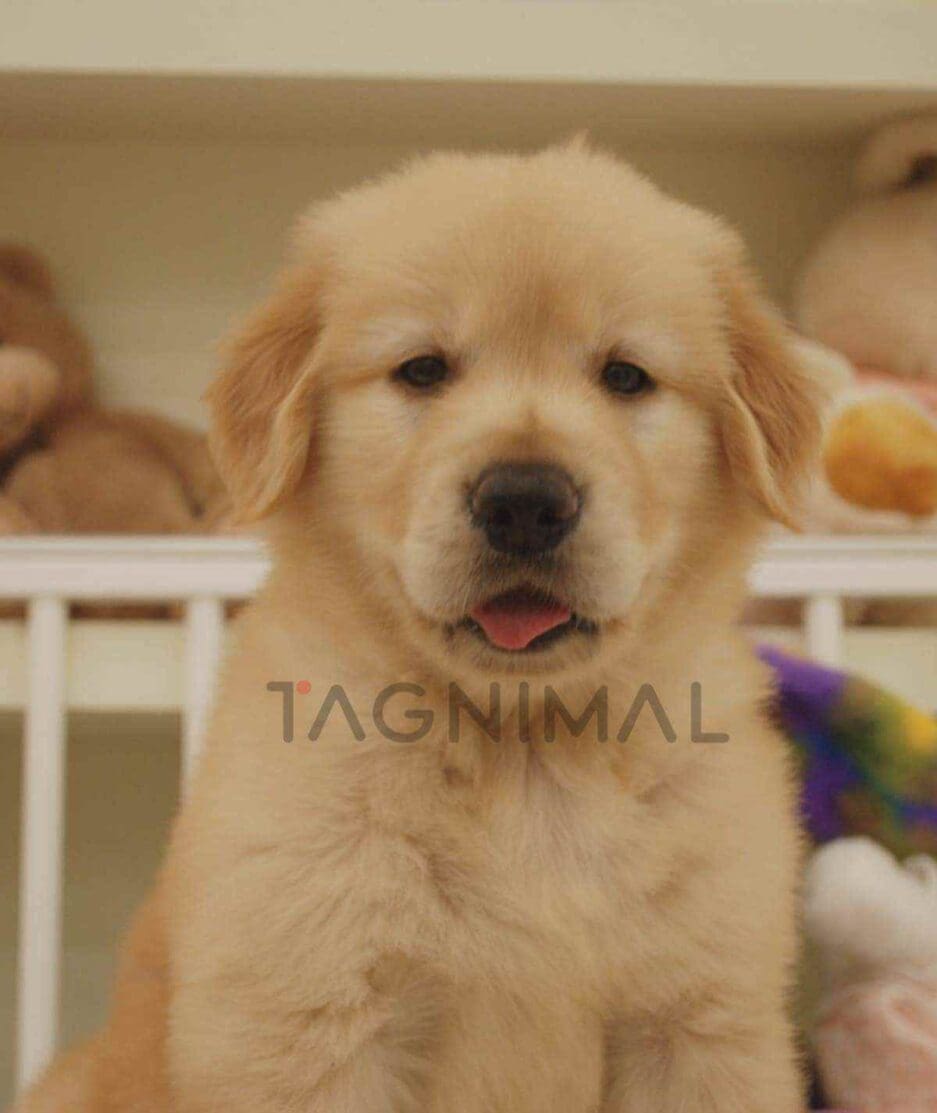 Golden Retriever puppy for sale, dog for sale at Tagnimal