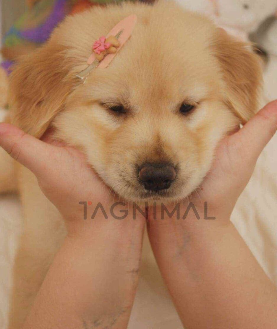 Golden Retriever puppy for sale, dog for sale at Tagnimal