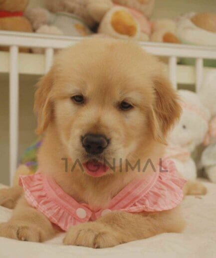 Golden Retriever puppy for sale, dog for sale at Tagnimal