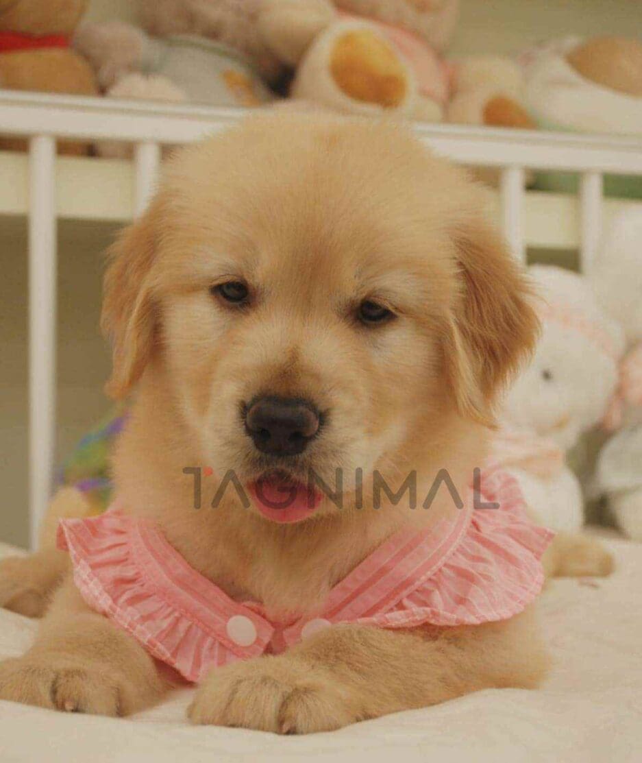 Golden Retriever puppy for sale, dog for sale at Tagnimal