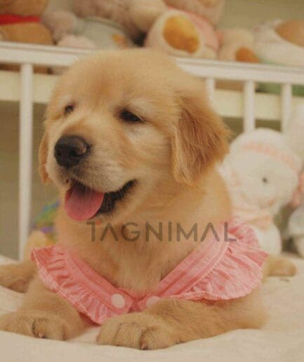 Golden Retriever puppy for sale, dog for sale at Tagnimal