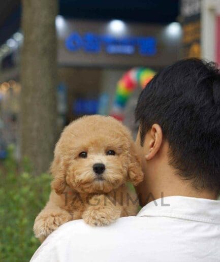 Goldendoodle puppy for sale, dog for sale at Tagnimal