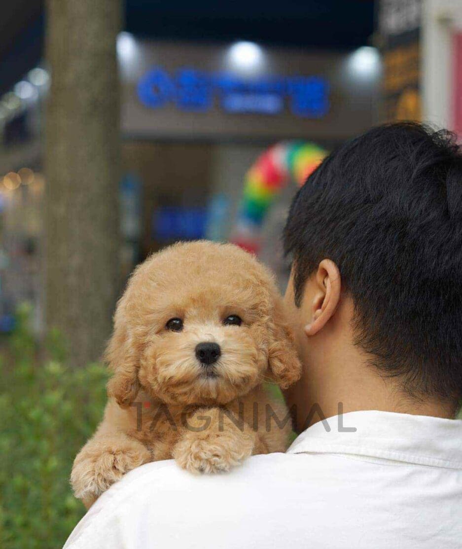 Goldendoodle puppy for sale, dog for sale at Tagnimal