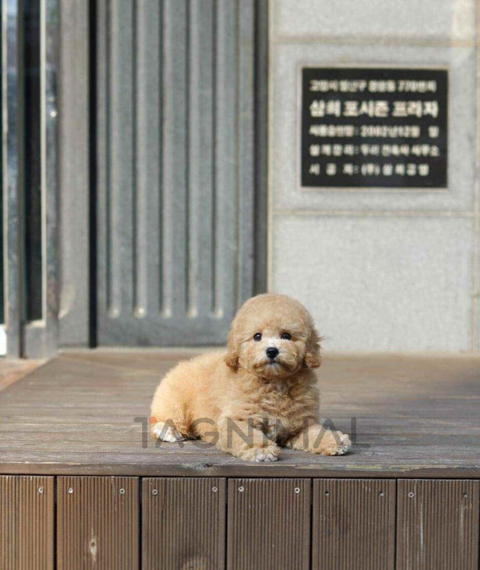 Goldendoodle puppy for sale, dog for sale at Tagnimal