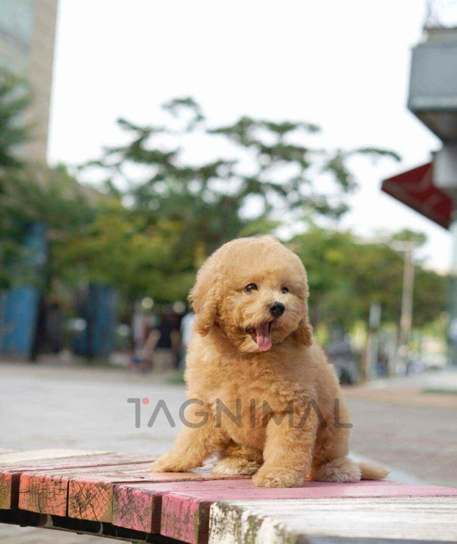 Goldendoodle puppy for sale, dog for sale at Tagnimal