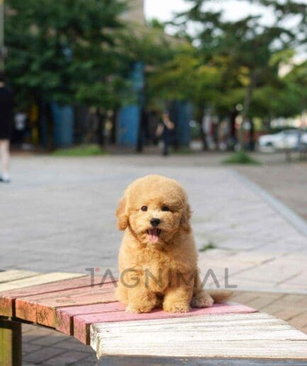 Goldendoodle puppy for sale, dog for sale at Tagnimal