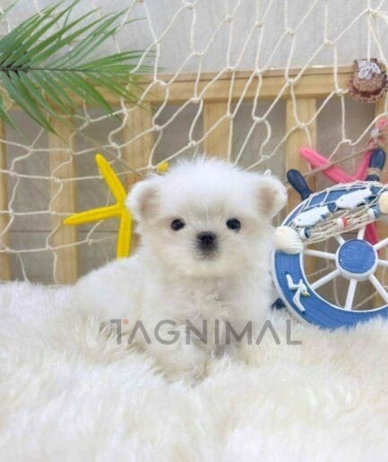 Maltese puppy for sale, dog for sale at Tagnimal