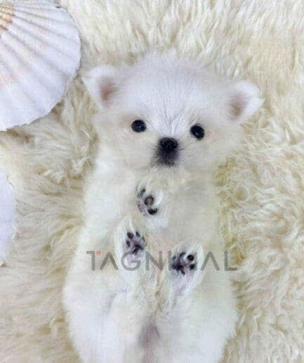 Maltese puppy for sale, dog for sale at Tagnimal