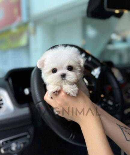 Maltese puppy for sale, dog for sale at Tagnimal