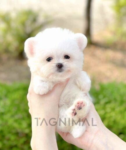 Maltipom puppy for sale, dog for sale at Tagnimal