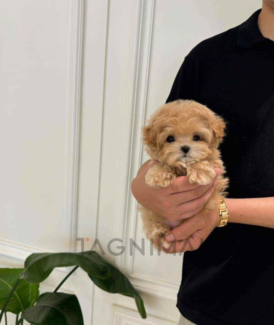 Maltipoo puppy for sale, dog for sale at Tagnimal