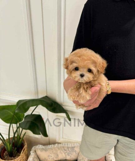 Maltipoo puppy for sale, dog for sale at Tagnimal