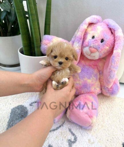 Maltipoo puppy for sale, dog for sale at Tagnimal