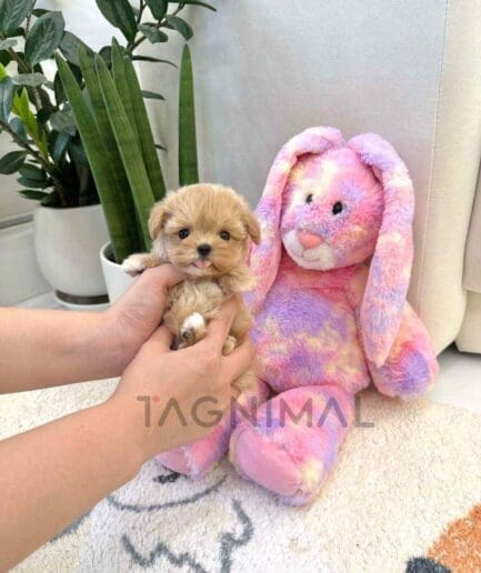 Maltipoo puppy for sale, dog for sale at Tagnimal