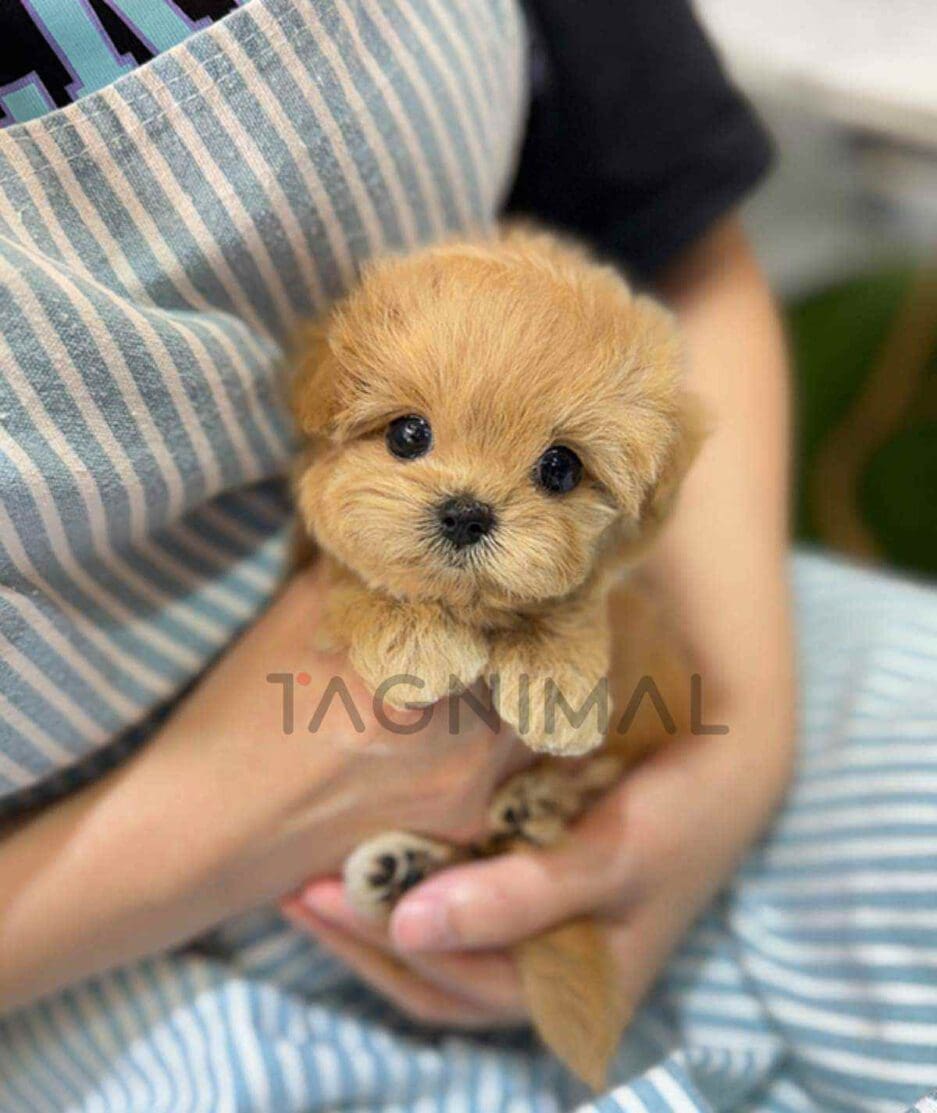 Maltipoo puppy for sale, dog for sale at Tagnimal