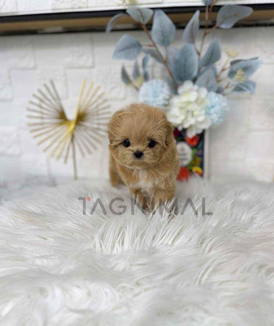 Maltipoo puppy for sale, dog for sale at Tagnimal