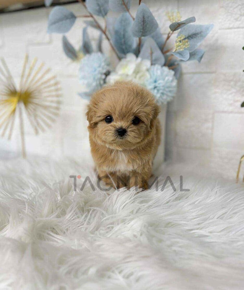 Maltipoo puppy for sale, dog for sale at Tagnimal