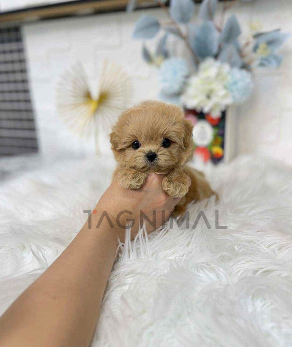 Maltipoo puppy for sale, dog for sale at Tagnimal