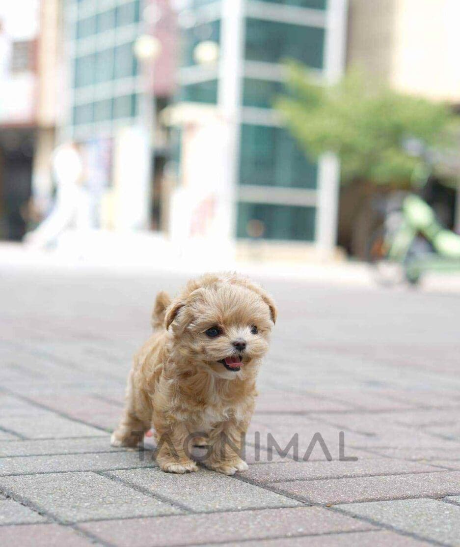 Maltipoo puppy for sale, dog for sale at Tagnimal