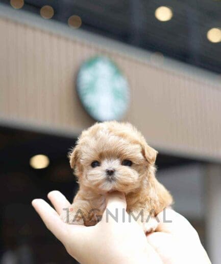 Maltipoo puppy for sale, dog for sale at Tagnimal