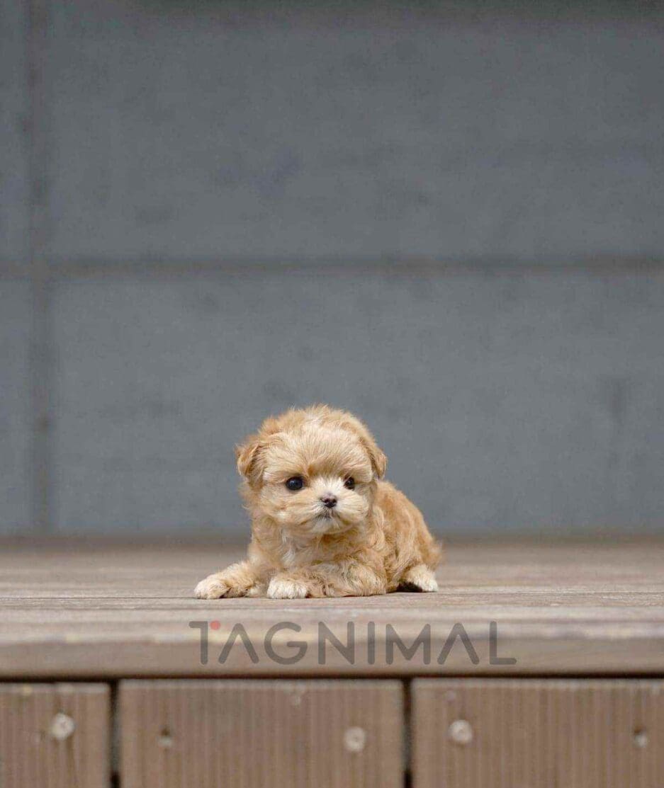 Maltipoo puppy for sale, dog for sale at Tagnimal