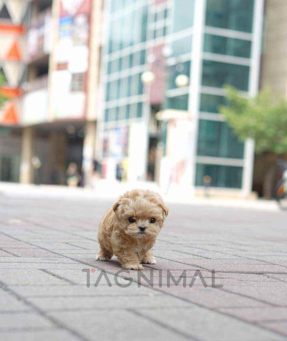 Maltipoo puppy for sale, dog for sale at Tagnimal